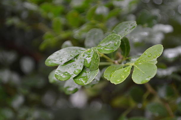 istock Fresh green leaves on branch after rain in nature 2235166592