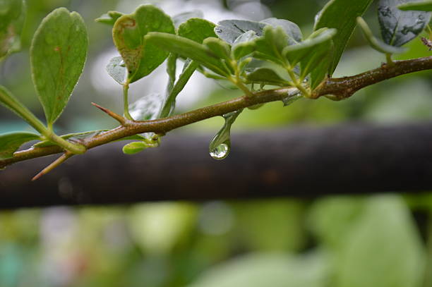 Rain drops on vibrant green leaves of a branch, offering a refreshing perspective of nature after a rainfall.