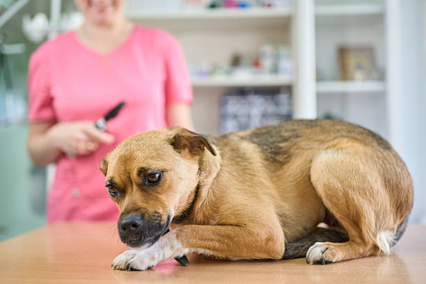 Cute woman veterinarian is doing medical procedure to the funny dog. Domestic dog is sitting on the examination table. Shooting in a veterinary office