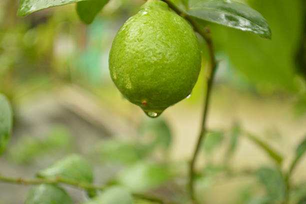 Lemon with water drop in the rainy day