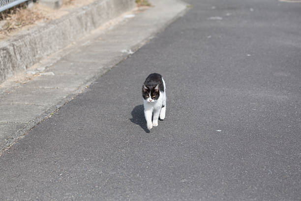 Cute cat walking on the street
