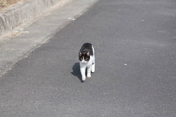 Cute cat walking on the street