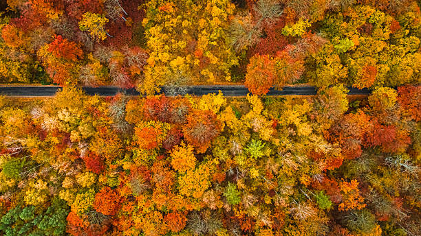 istock Forest with colorful leaves and road in autumn. 2235170832