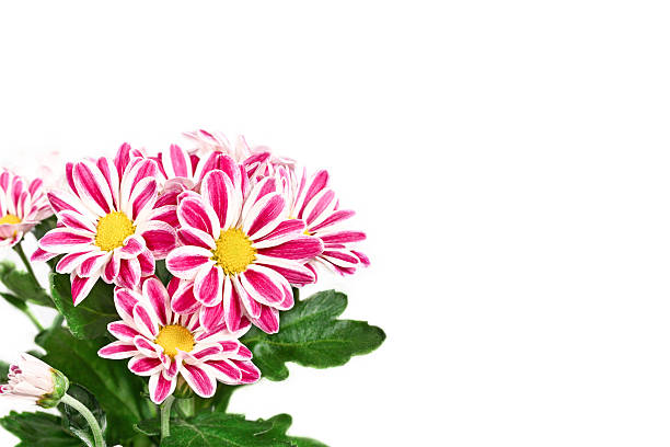 Floral arrangement for postcards, greetings, invitations, advertising, floral design.