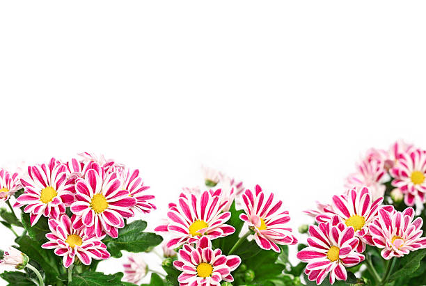 Bright floral arrangement for postcards, greetings, invitations, advertising, floral design.