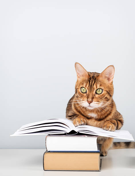 istock Bengal cat reading book at table - smart pet with books against blue wall with copy space. 2235174362