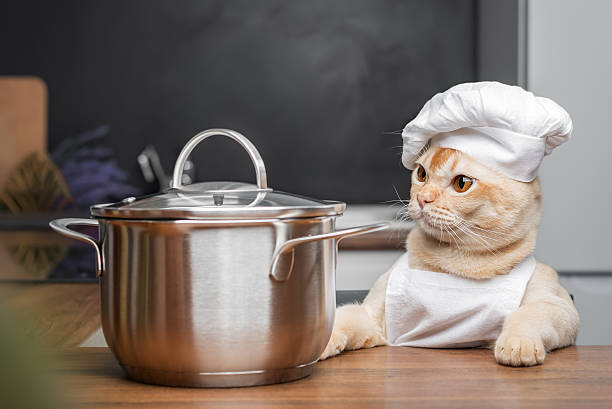 istock Burmese cat dressed as a chef with a saucepan in the kitchen. 2235174378