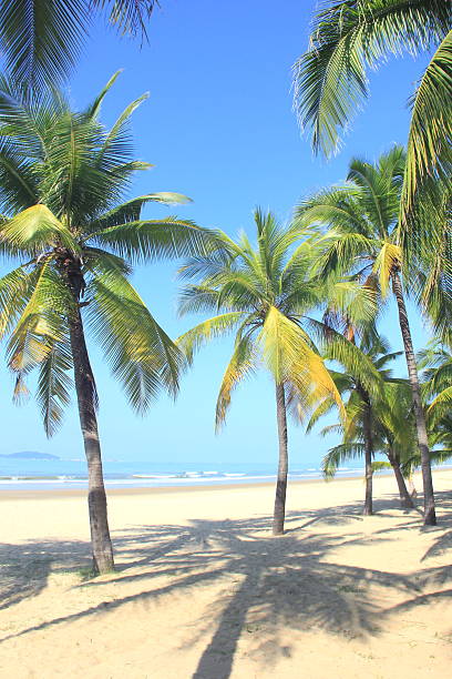 istock Coconut palm trees in tropical beach 2235176802