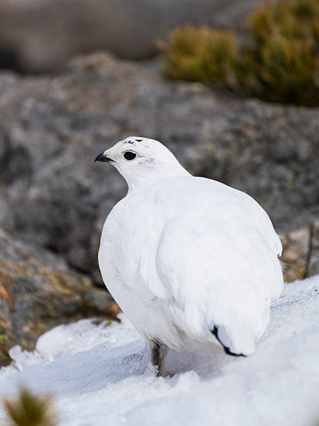 istock Rock ptarmigan female winter plumage 2235177530