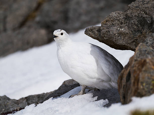 istock Rock ptarmigan female winter plumage 2235177538