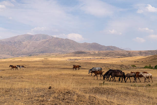 istock Horses roaming the Kazakhstan steppe 2235177822