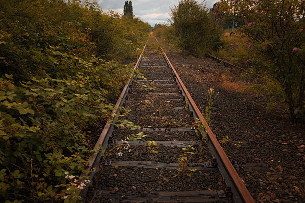 Old railway track with rails, overgrown with trees and bushes.