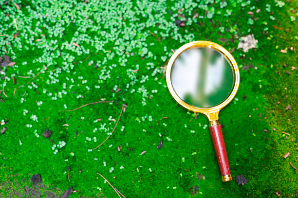 Magnifying glass rests vibrant green moss. Golden frame, red handle. Explore natural world, discover tiny details. Focus, investigate environment. Botanical research, science education. Outdoor