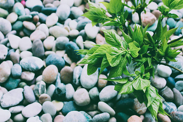 Old film style stock photo of bunch of young leaves against a background of colored pebbles