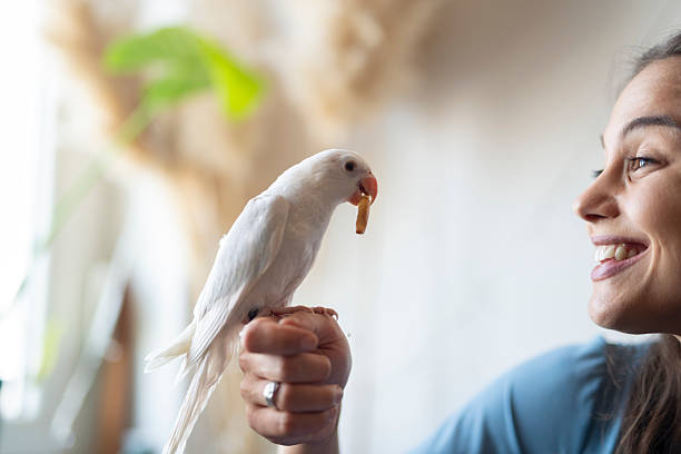 Budgie. Budgerigar. Funny blue purple parakeet sitting on an owner hand. Cute violet budgie having fun, looking around. A tamed bird. Pet parrot. High quality. Cozy Home. Domestic Animals. Melopsittacus undulatus. amusing parrot.