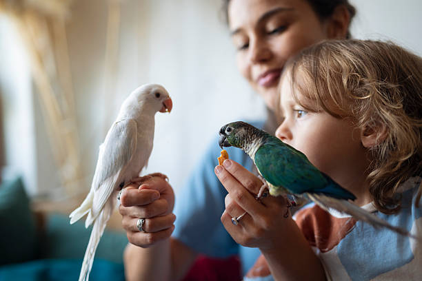 istock Mother and child feeding parrots indoors 2235184717