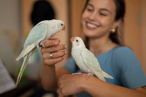 istock Smiling woman holding two parrots indoors 2235184831