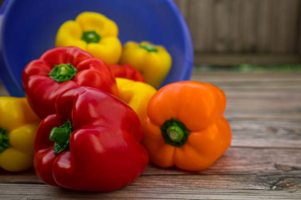 Assorted fresh bell peppers in red, yellow and orange colors lying on rustic wooden table with blue bowl, healthy organic vegetables full of vitamins