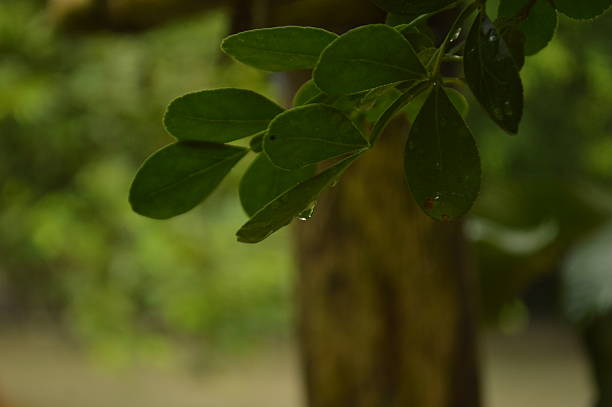 Close-up of vibrant green leaves adorned , showcasing nature's beauty after rainfall in a serene outdoor environment.
