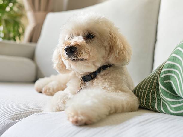istock Adorable poodle dog relaxing on sofa in cozy home interior 2235187394