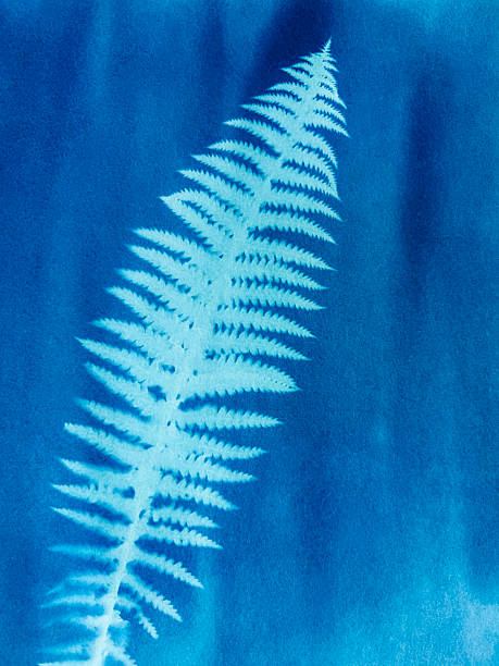 istock Fern leaf in blue print background. Cyanotype illustration 2235187629