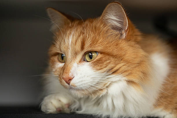 istock Ginger cat relaxing on a shelf in a cozy home environment 2235187710