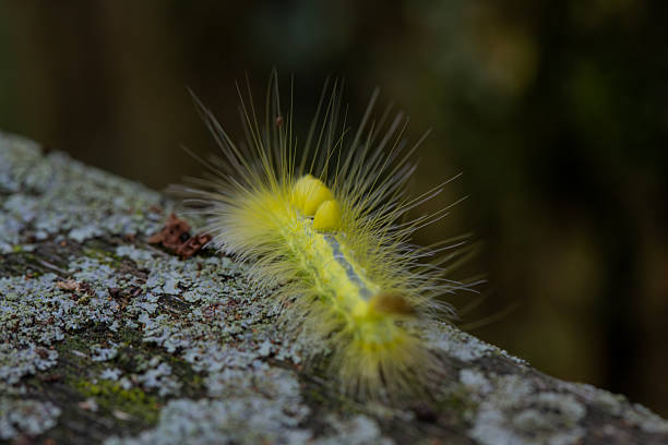 istock A definite tussock moth (orgyia definita) caterpillar crawling along a wooden railing along an Ontario Provincial Park hiking trail. 2235189656