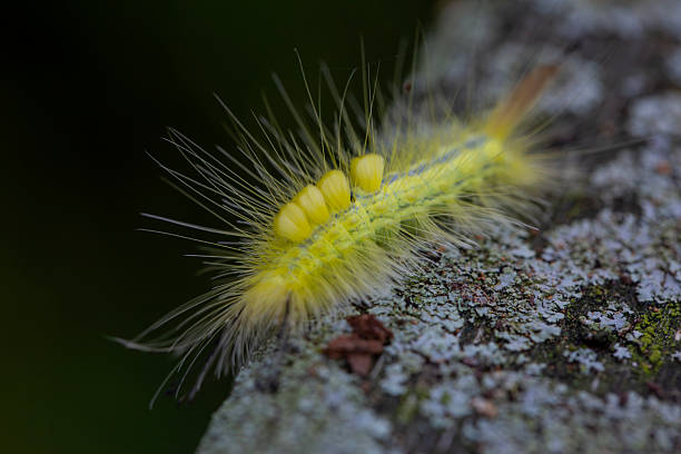 istock A definite tussock moth (orgyia definita) caterpillar crawling along a wooden railing along an Ontario Provincial Park hiking trail. 2235189657