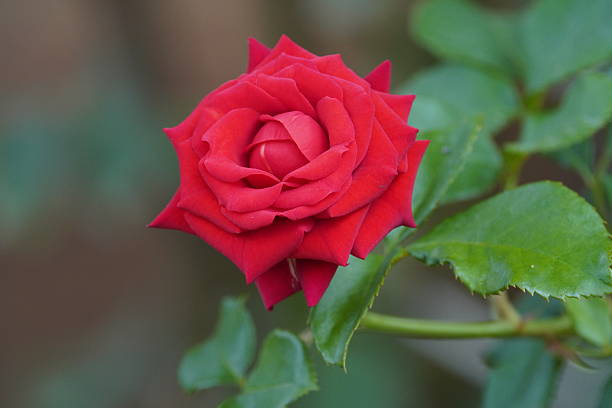 istock THE CLOSE-UP OF RED ROSE BLOSSOM 2235192943