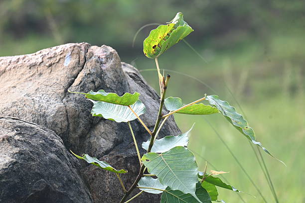 istock Ficus religiosa plant growing in the rock crack. 2235194455