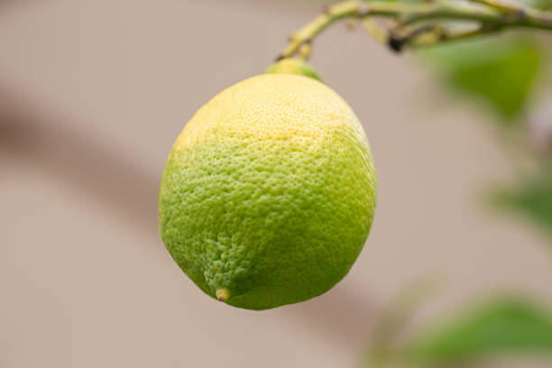 Close-up Lemon fruit with flower hanging on tree in lemon farm.