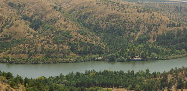 Color image