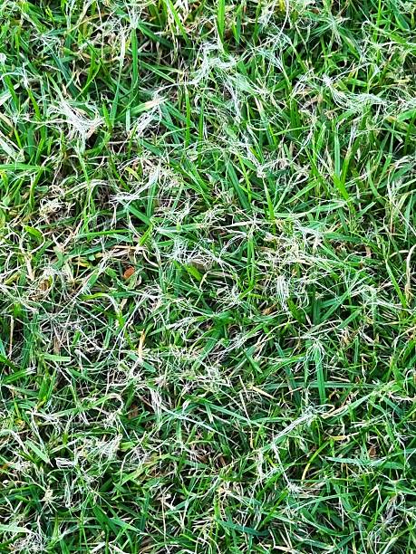 istock See what happens when the robotic lawnmower has dull blades. 2235200211