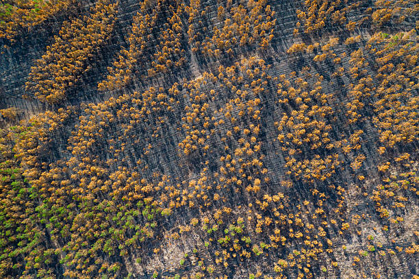 istock A dirt road separating a burnt forest from a green one, Stark Contrast 2235203504