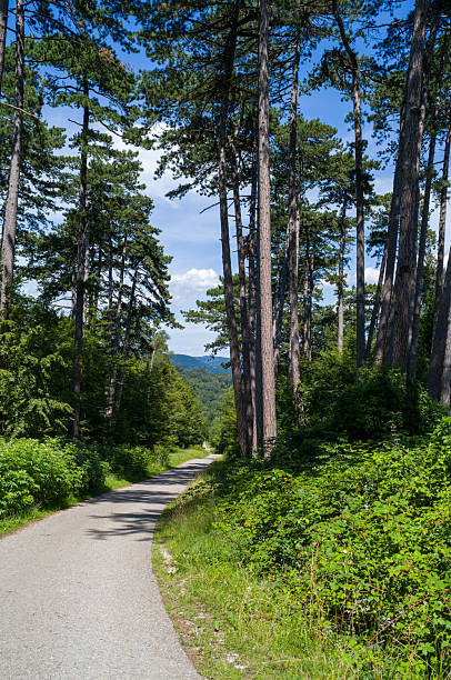 A paved road winds through a dense forest of tall trees, leading towards distant hills under a partly cloudy sky. The scene evokes a sense of tranquility and invites exploration of the natural landscape.