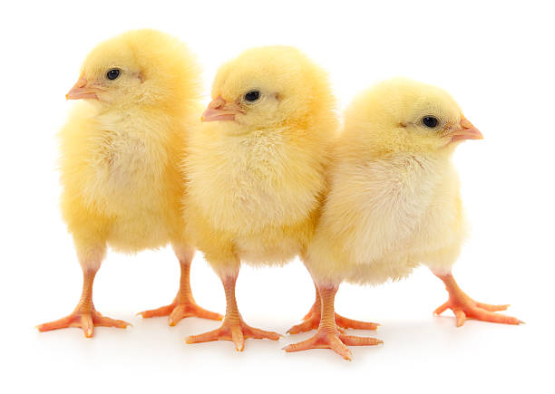 istock Three yellow baby chicks standing isolated on white background 2235204105