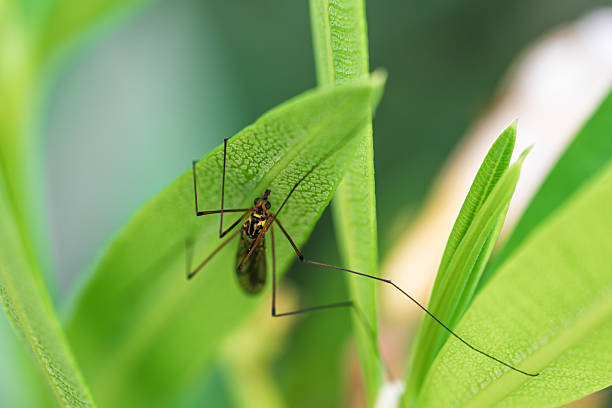 Macro close up of a crane fly Tipulidae resting on a bright green leaf. Detailed view of long legs, body and wings of the insect in natural habitat, symbol of biodiversity and entomology study.