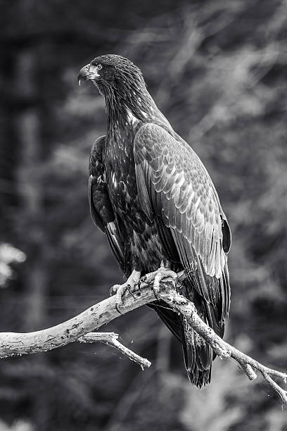 istock Bald Eagle (Haliaeetus leucocephalus) immature, perched on a branch in northern Wisconsin in black and white 2235204877