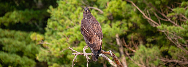 istock Bald Eagle (Haliaeetus leucocephalus) immature, perched on a branch on the Rainbow Flowage in northern Wisconsin 2235204898
