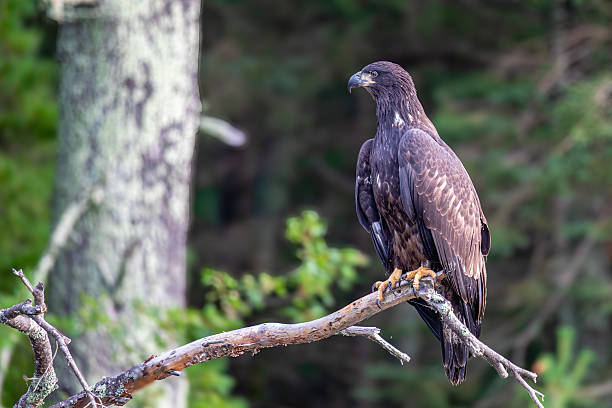 istock Bald Eagle (Haliaeetus leucocephalus) immature, perched on a branch on the Rainbow Flowage in northern Wisconsin 2235204901