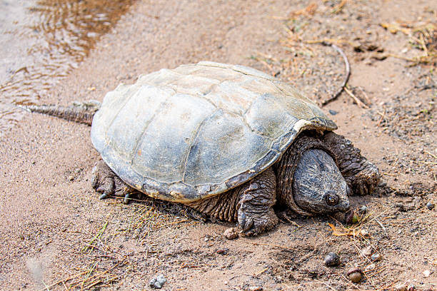 istock Snapping Turtle (Chelydridae) bathing in the sun on a Wisconsin beach 2235204949