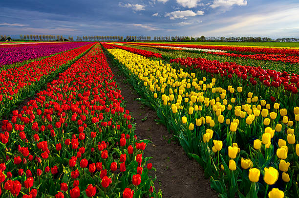 istock Colourful Tulip Field with trees alongside in The Netherlands 2235205392
