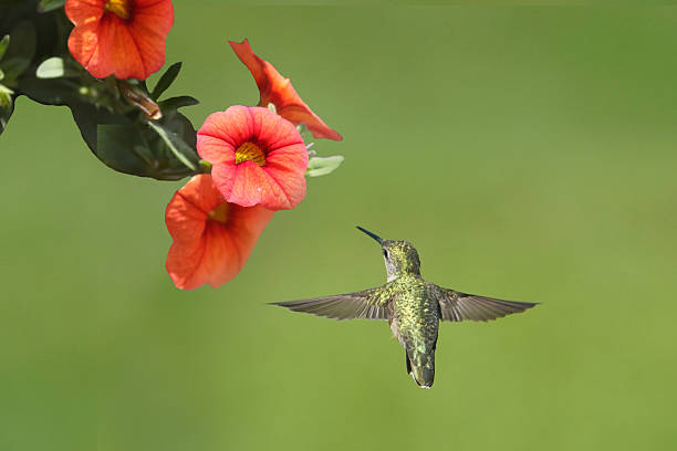 istock Ruby Throated Hummingbirds in late summer 2235206310