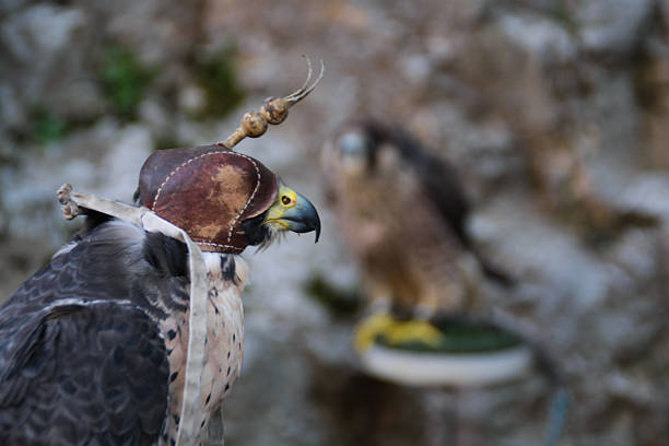 Birds of prey are carnivorous predators characterized by a hooked beak, strong talons and extremely sharp eyesight.Peregrine falcon with falconry cap
