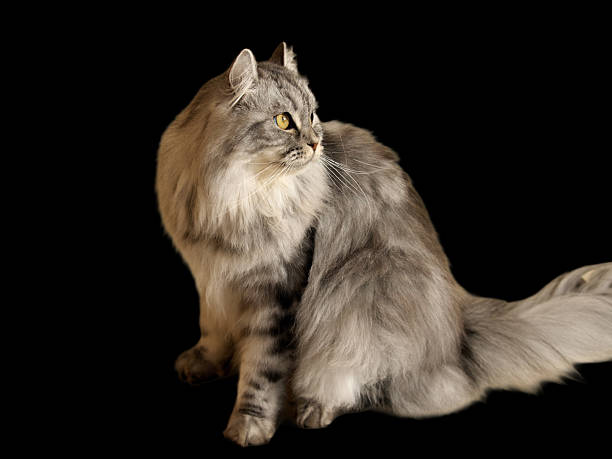istock American Curl Cat with a black background 2235206504