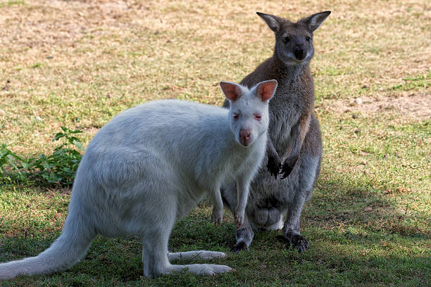istock Light and shadow two worlds of kangaroos 2235207295
