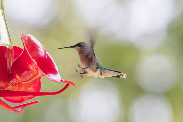 istock Hummingbird Landing on a Feeder 2235208374