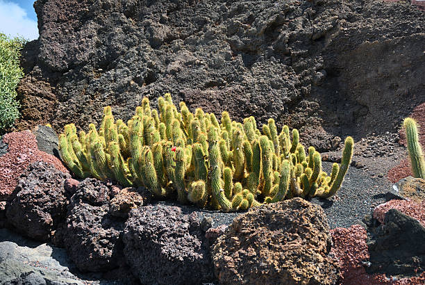 Lanzarote: Group of Mammillaria rhodantha ssp. fera-rubra, growing on black volcanic soil.
