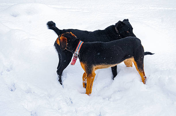 Greyhounds sniffing around on the snow