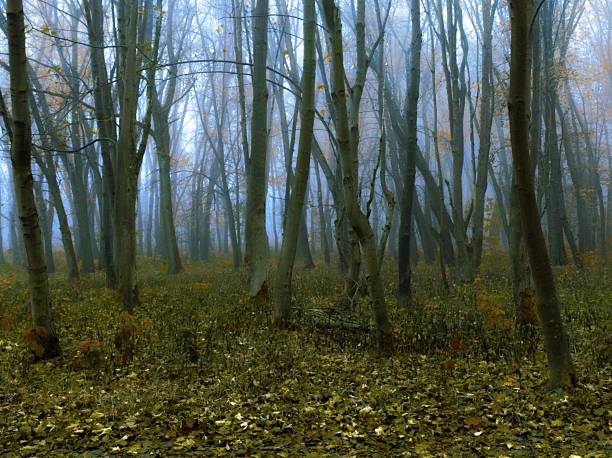 Gloomy forest in fog. Bare tree trunks without leaves. Mysterious woods in the morning. Moody autumn landscape.